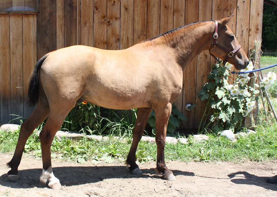 American Bashkir Curly Horse